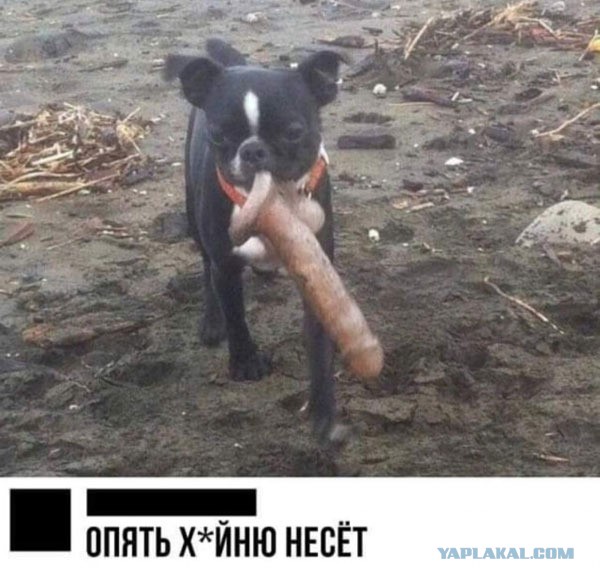 Андрей Макаревич в трёх предложениях оскорбил Россию и русских