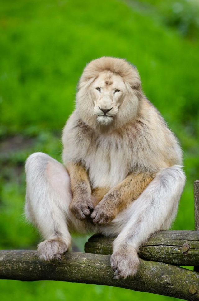 Смешались в кучу...