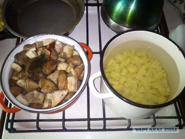 Поход за грибами