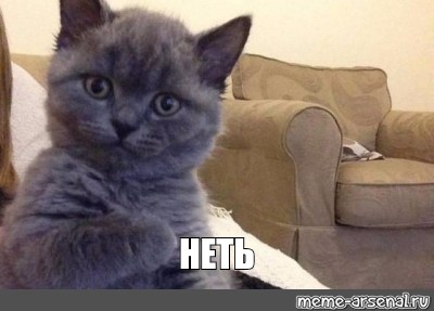 Коточетверг!