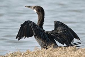 Самолёт из Новосибирска незаконно приземлился на лёд Байкала — пассажиры очень хотели попасть в ресторан.