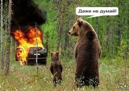 Почему я перестал ездить на мотоцикле в лес