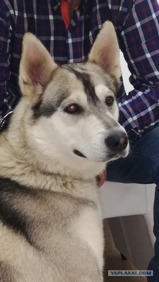 Эх, собакочетверг же