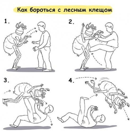 Секретный эксперимент 1972 года был признан успешным: почему на Урале и в Сибири появились клещи