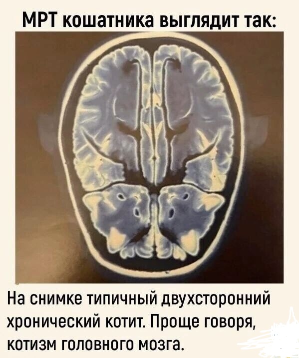 Чем отличаются люди, у которых есть кошки, от людей, у которых их нет? Тест и его результаты