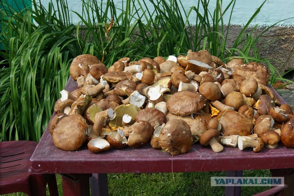 Лисички маринованные, Запасаюсь на зиму