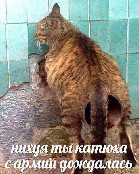 Потная гамсахурдия №1 (Картинки)
