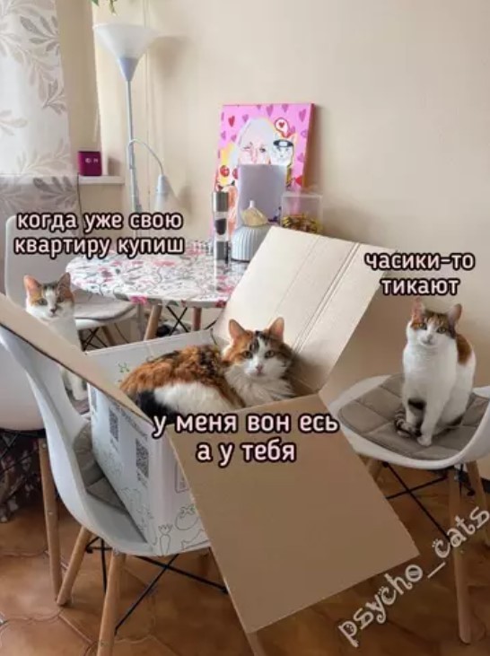 К котовторнику: подборка картинок-баянов с котиками и про котиков. Выпуск 37.