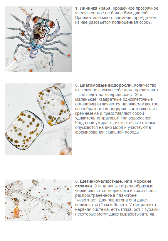 Капля морской воды под микроскопом...