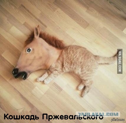 Коты ученых