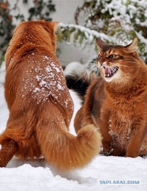 Котовторник 25.02.2014