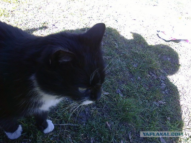 Котовторник 29.04.14.