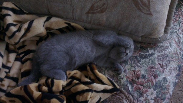 Котовторник 20.05.2014