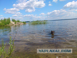 Этой собаке ваще пофиг