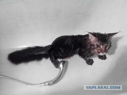 Котовторник 28.10.2014