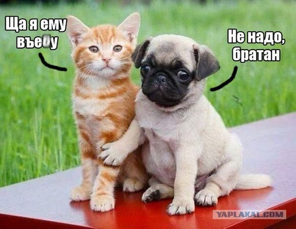 Прикольные картинки из сети