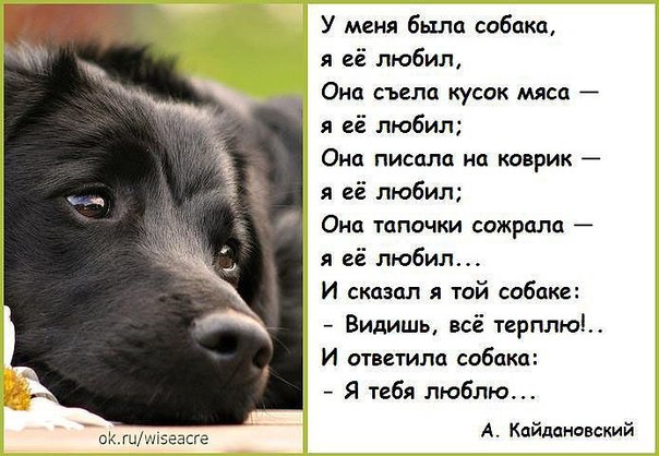 30 веселых фотографий с животными
