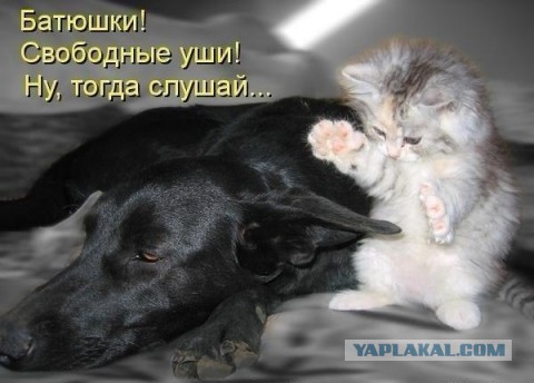 Забавные коты, ведущие себя как офисные работники