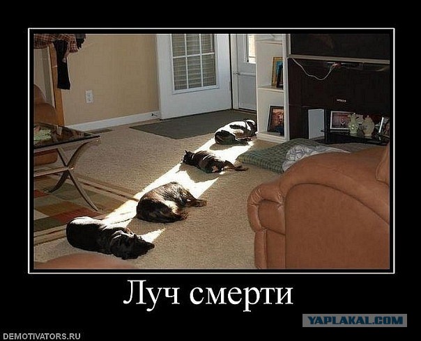 Картинки, текст и даже есть фигня