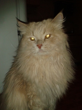 Котовторник 19.01.2016