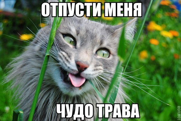 Мохнатые беспредельщики