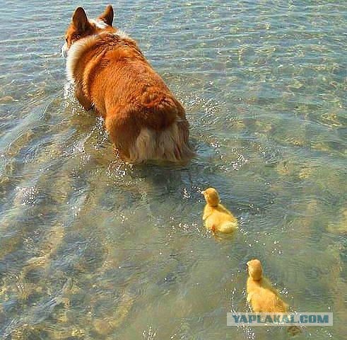 Всем нашим встречам,  увы, разлуки суждены...