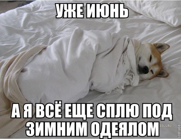 Мохнатые беспредельщики