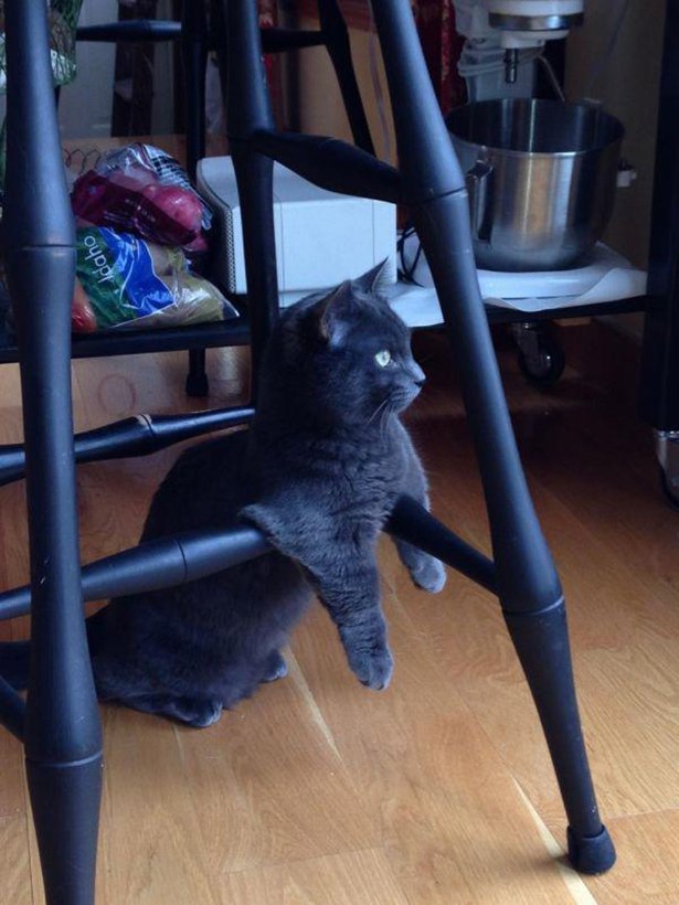Коты из сети