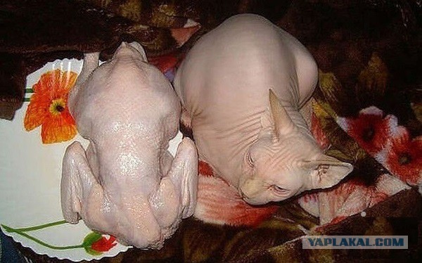 Сюрприз от бродячей кошки