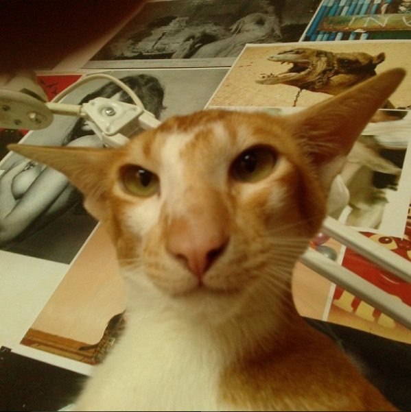 Коты и Кошки