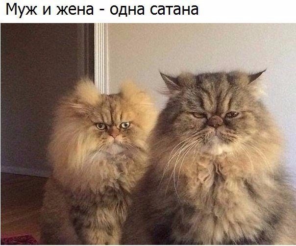 Коты и Кошки