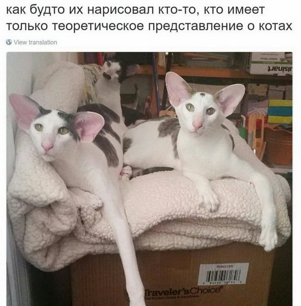 Коты и Кошки