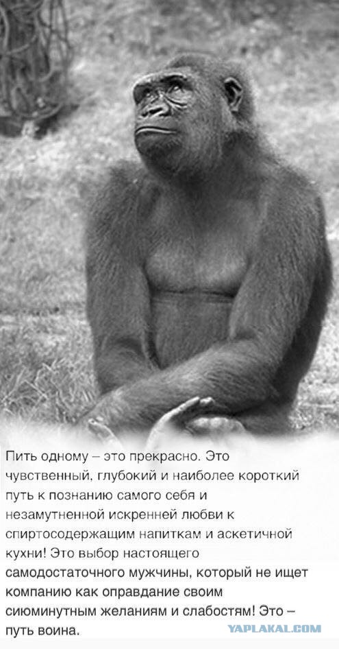 Как выбрать хорошую водку. 11 советов от специалиста по напитку