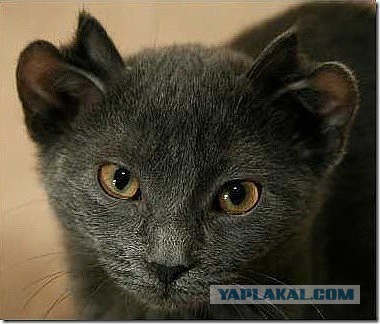 Не верь коту