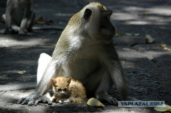 Котовторник: Кошки гаваны и другие!