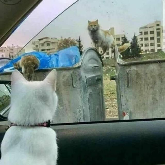 Немного милоты