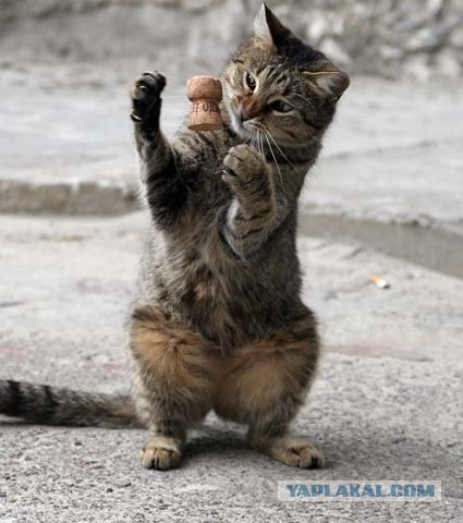 Котопятница!