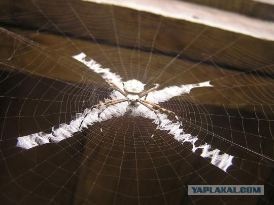 Пауки, которые украшают собственные сети (14 фото)