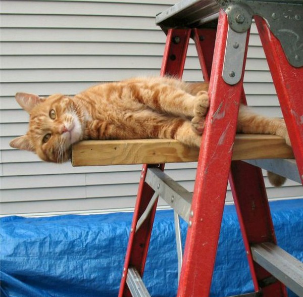 Кот, который не напрягается.