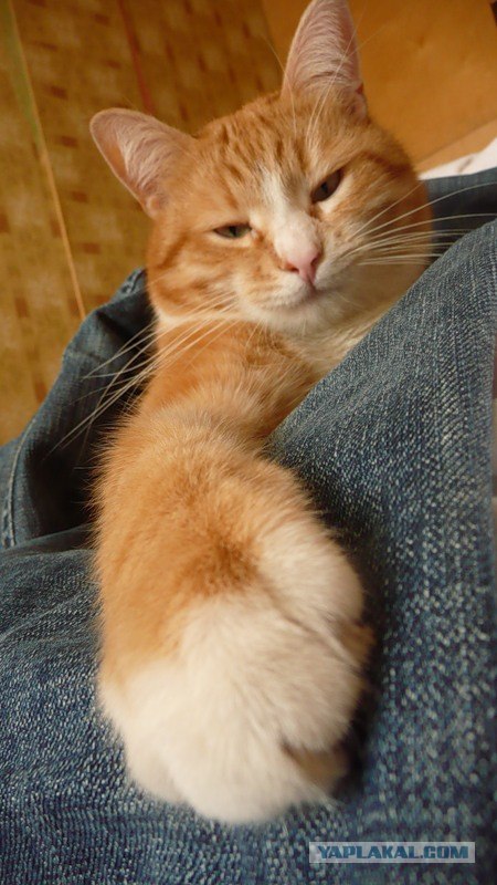 Котовторник: коты и... почти мыши