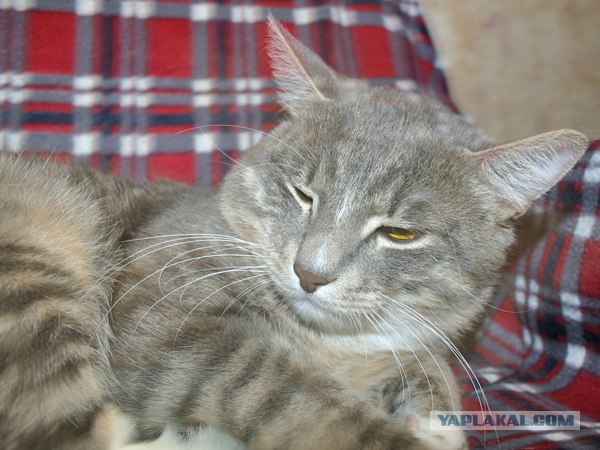 Котовторник стартует