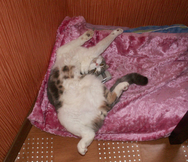 Котовторник  07.06.11
