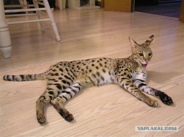 Первый котовторник июля