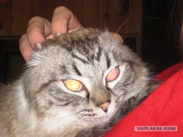 Котовторник (07.02.2012)