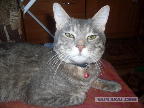 Котовторник (15.05.2012)