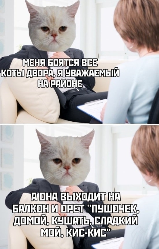 Картинки с котами и про котов