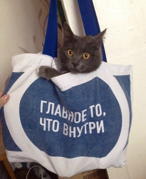 Забавные картинки с котами из сети
