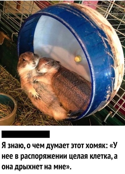Юмор и прикольные картинки 04.12.2020