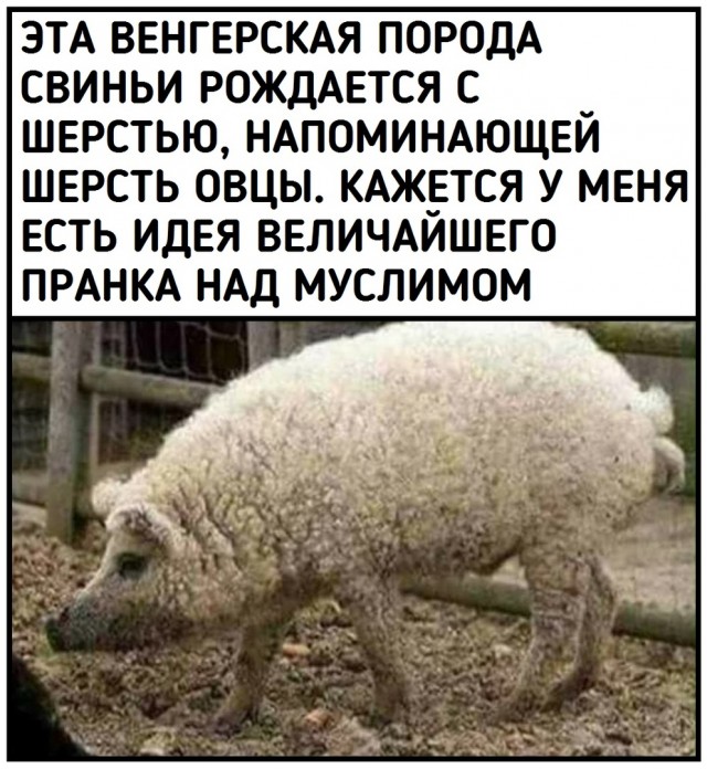 Весёлый полтишок 26.02