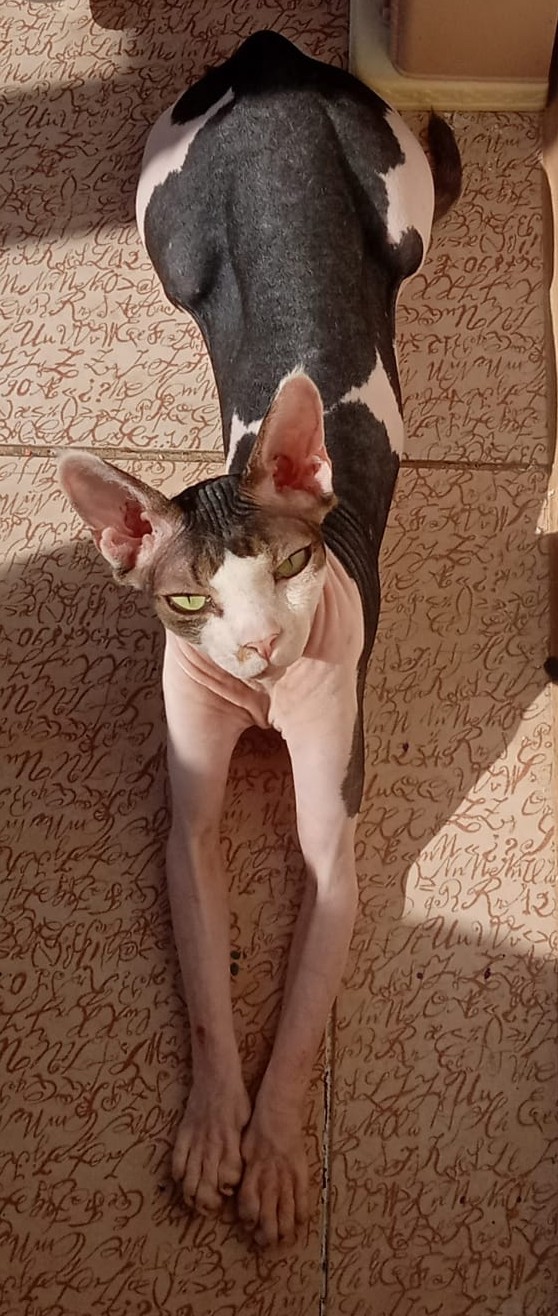 Котовторник
